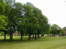 wiese harsleben