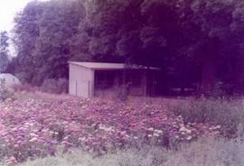 gartenlaube2