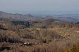 harz waldschaden